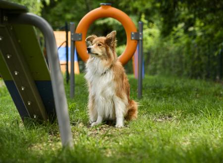 Espace Dog Agility