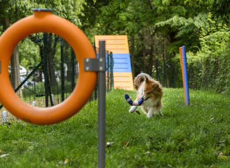 Espace Dog Agility